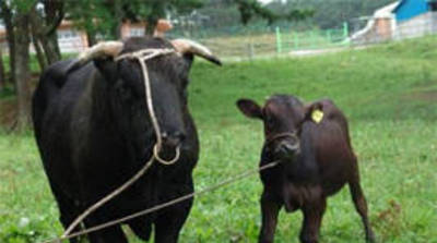 서귀포시, 제주흑우 대표 먹거리로 육성