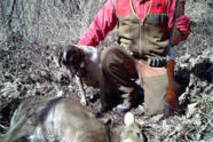 제주시, 야생동물 로드킬 사체 처리 민간위탁기관 선정