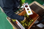 서귀포시, 감귤유통지도요원 선발 ,질서 확립