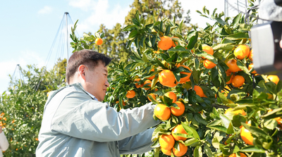 노지 감귤 수확 현장 찾아 일손 돕기