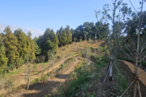 삼매봉공원 도시바람길 디딤확산숲 조성