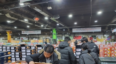 서귀포시, 상품외감귤 도매시장 단속