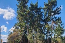 제주시, 조천읍 북촌리 일원 산불예방 숲가꾸기 완료