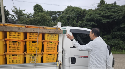 제주시, 상품 외 감귤 유통‘전면 차단’