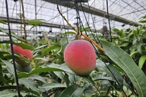 제주도, 망고 표준 비료사용 기준 첫 마련