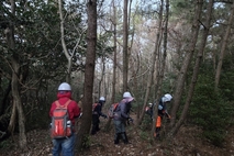 서귀포 푸른숲 살리기, 소나무재선충병 방제