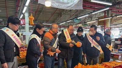 서귀포, 만감류 미숙과 민·관 단속