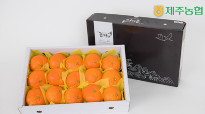 제주시, 설 명절 만감류 소비촉진