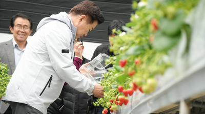 제주 딸기 모종, 이제 제주에서 직접