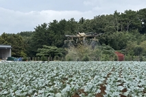 제주 주요 밭작물 무인항공방제 적용 품목 늘린다