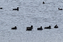 하도초, 철새도래지 및 별방진 현장체험