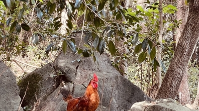 제주 재래닭 '구엄닭', K-미식벨트