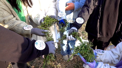 제30회 한라산 청정 고사리 축제