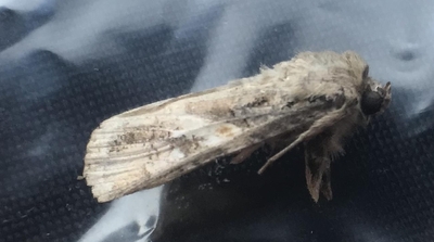 열대거세미나방 올해 첫 발견