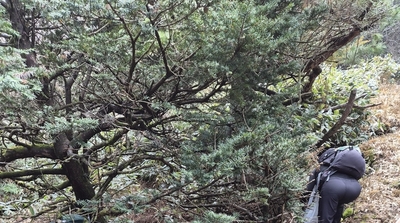 제주도, 한라산 대청결 정화활동