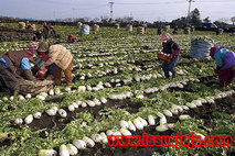 제주시,‘우수후계농업경영인 육성사업’대상자 모집