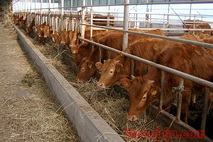 서귀포시, 겨울철 축산재해 예방 대책 추진