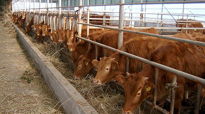 제주시, 한우 농가‘출하 개량까지’